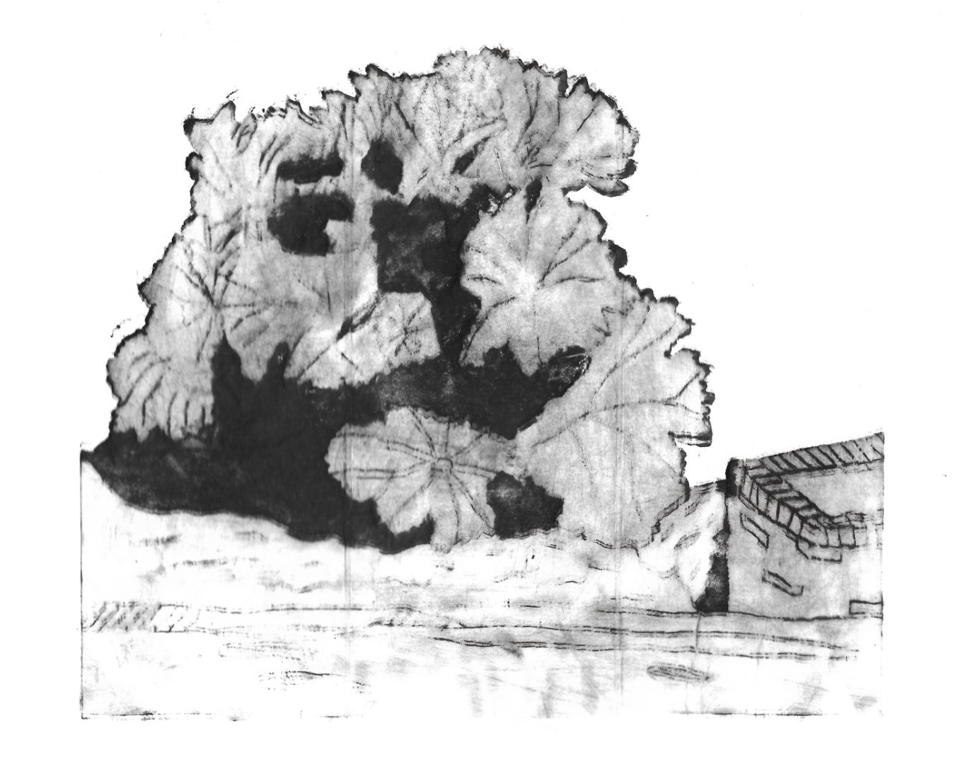One of the final prints, Printed in black ink on white paper, a scene including a Brazilian Giant Rhubarb with the flowing river underneath.